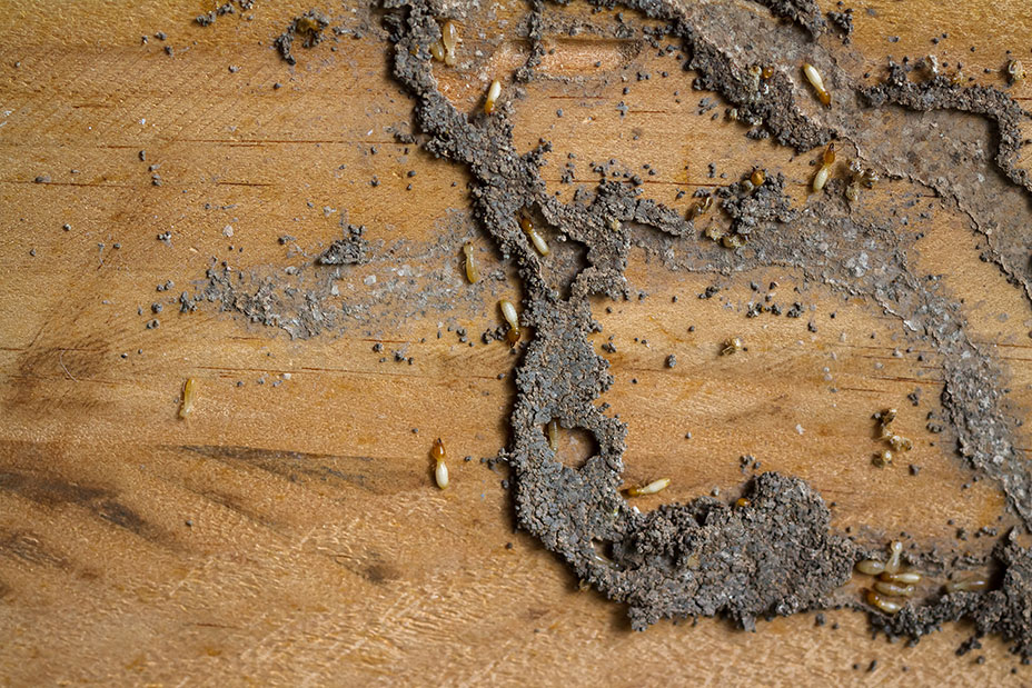 termites sur une planche de bois