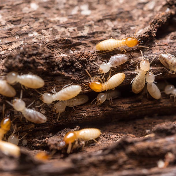 colonie-de-termites