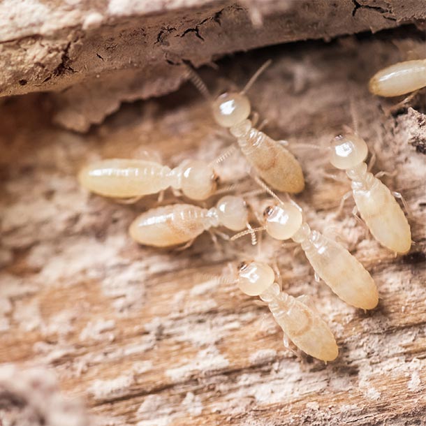 jeunes-termites-sur-du-bois