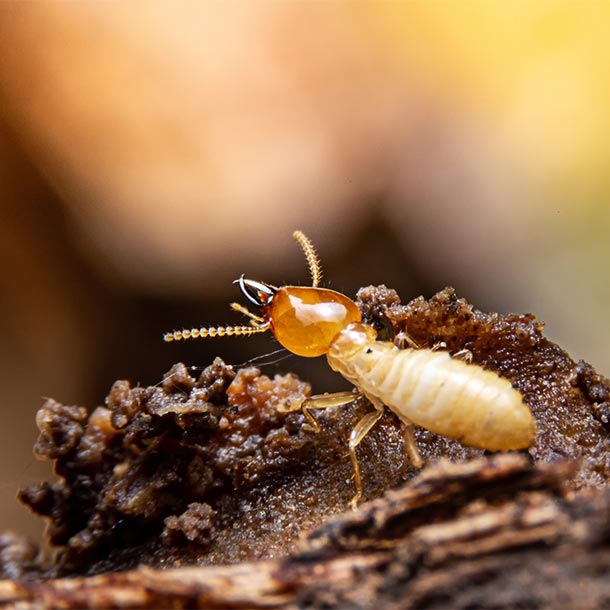 termite-soldat
